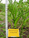 Perkins Dwarf Okra Seeds - Compact 4" Plant, Full Size 8" Pods - Ideal for Garden Containers, Abelmoschus esculentus