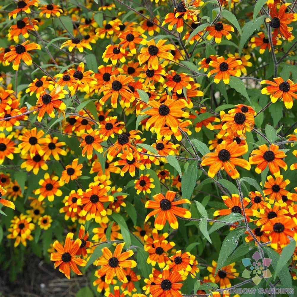 Prairie Glow Rudbeckia Seeds - 200+ Pack for Garden Planting - Rudbeckia hirta - USA