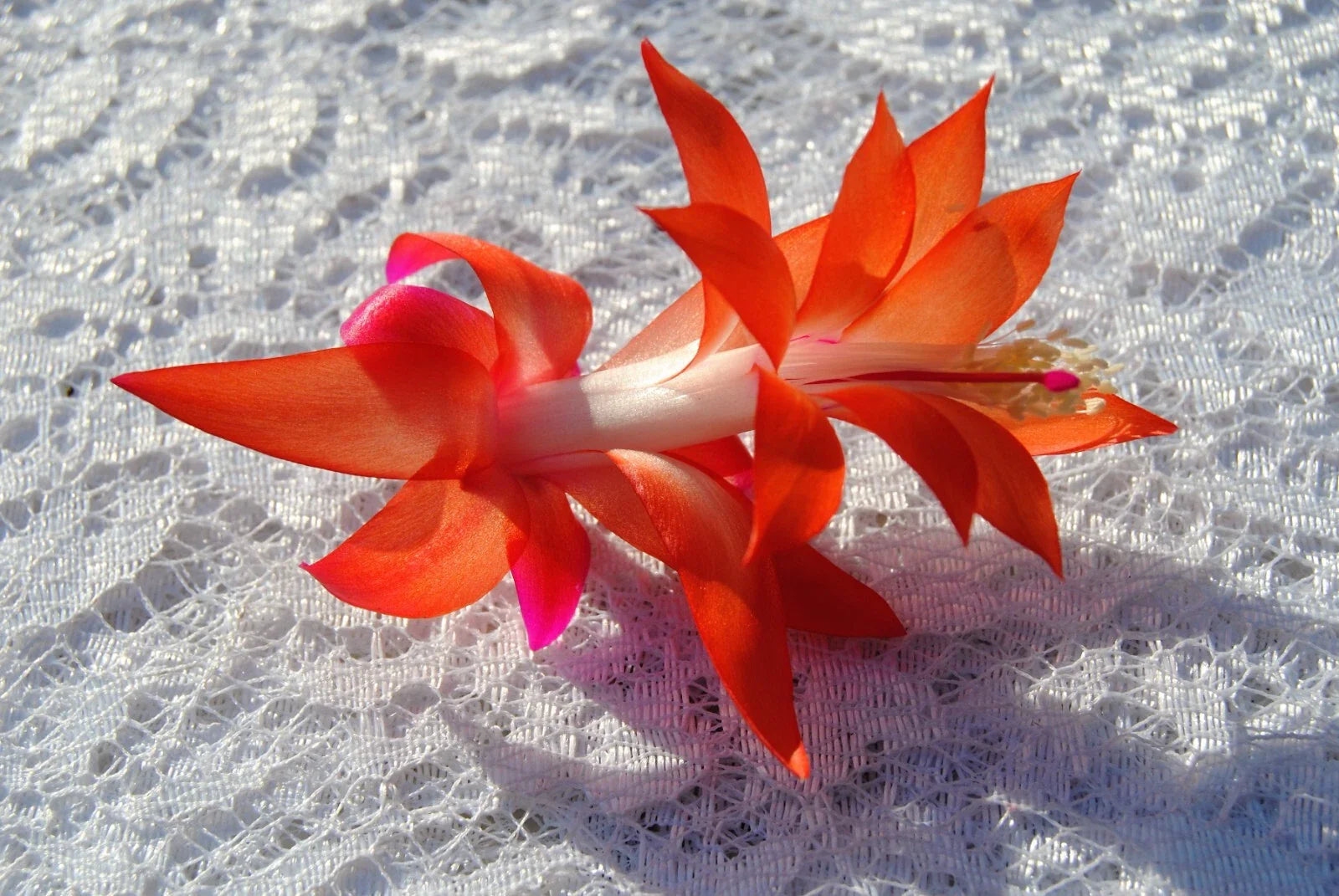 Christmas Cactus Starter Plant - Sunset Glow - Schlumbergera Truncata - Healthy Well-Rooted Small Plant for Home Decor