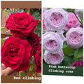 Rose Unrooted Cuttings Mix - Fresh Cuttings 5-8" Long - Ideal for Planting and Propagation - Rosa spp.