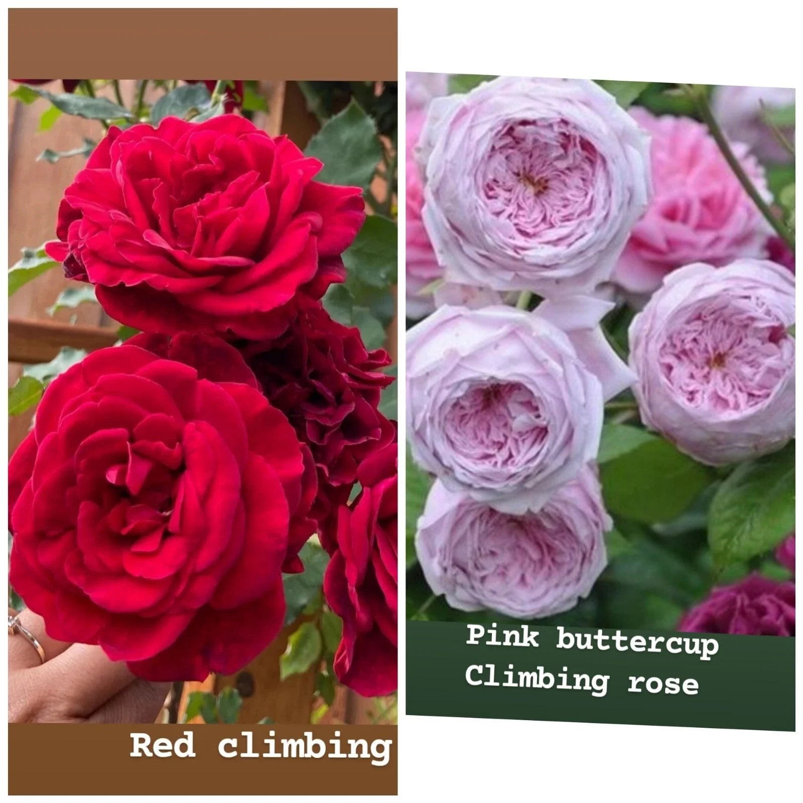 Rose Unrooted Cuttings Mix - Fresh Cuttings 5-8" Long - Ideal for Planting and Propagation - Rosa spp.
