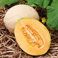 Hales Best Jumbo Cantaloupe Seeds | Heirloom Non-GMO | 1050 Seeds | Cucumis melo