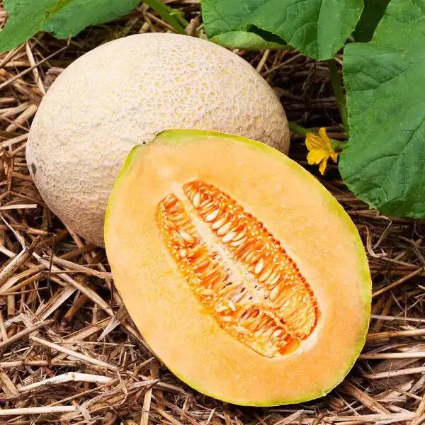 Hales Best Jumbo Cantaloupe Seeds | Heirloom Non-GMO | 1050 Seeds | Cucumis melo