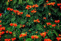 African Tulip Tree Seeds - 30 Pack - Flame Tree - Spathodea campanulata