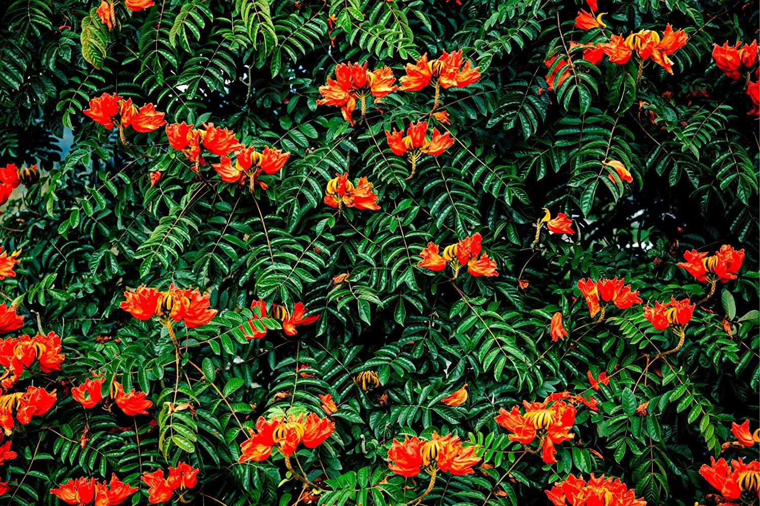 African Tulip Tree Seeds - 30 Pack - Flame Tree - Spathodea campanulata