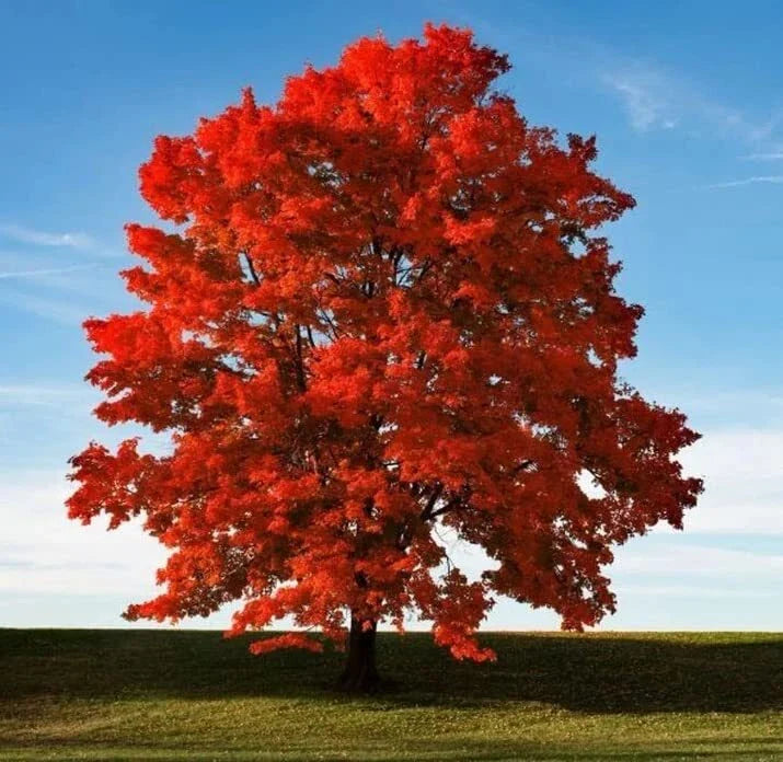 Red Maple Seeds for Planting Outdoors - Heirloom Acer rubrum Tree Seeds - Non-GMO, Fast-Growing, Native Variety