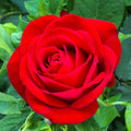 Red Rose Bush Olympiad 1-2' Live Plant Shrub Rosa hybrida AARS Winner 1984