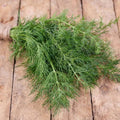 Dill Herb Seeds - 25 Count, Fresh Culinary Variety - Anethum graveolens, Free USA Shipping