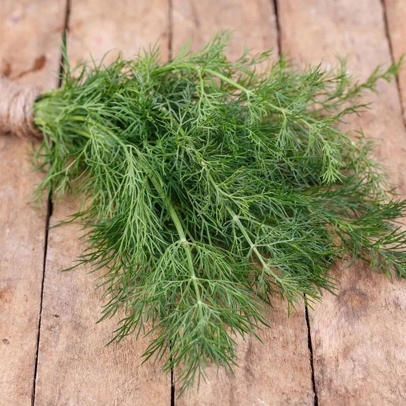 Dill Herb Seeds - 25 Count, Fresh Culinary Variety - Anethum graveolens, Free USA Shipping
