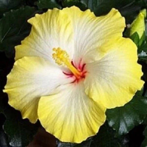Hibiscus Seeds - 20 Yellow White Perennial Flower Seeds - Hibiscus rosa-sinensis - US Seller