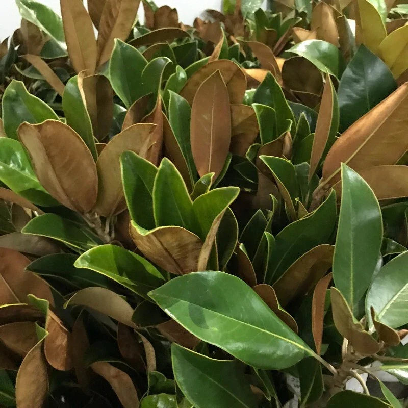 Fresh Live Magnolia Leaves - 25 Ct - Decorative Greenery - Magnolia grandiflora