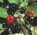 Swamp Dewberry Plants - 5 Bare Root Native Low Grow Edible Fruit Bushes - Rubus caesius
