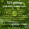 12 Leaf Cuttings with Nodes/Air Roots - Baltic Blue & Golden Green Pothos (Epipremnum aureum) - Hawaiian Variety