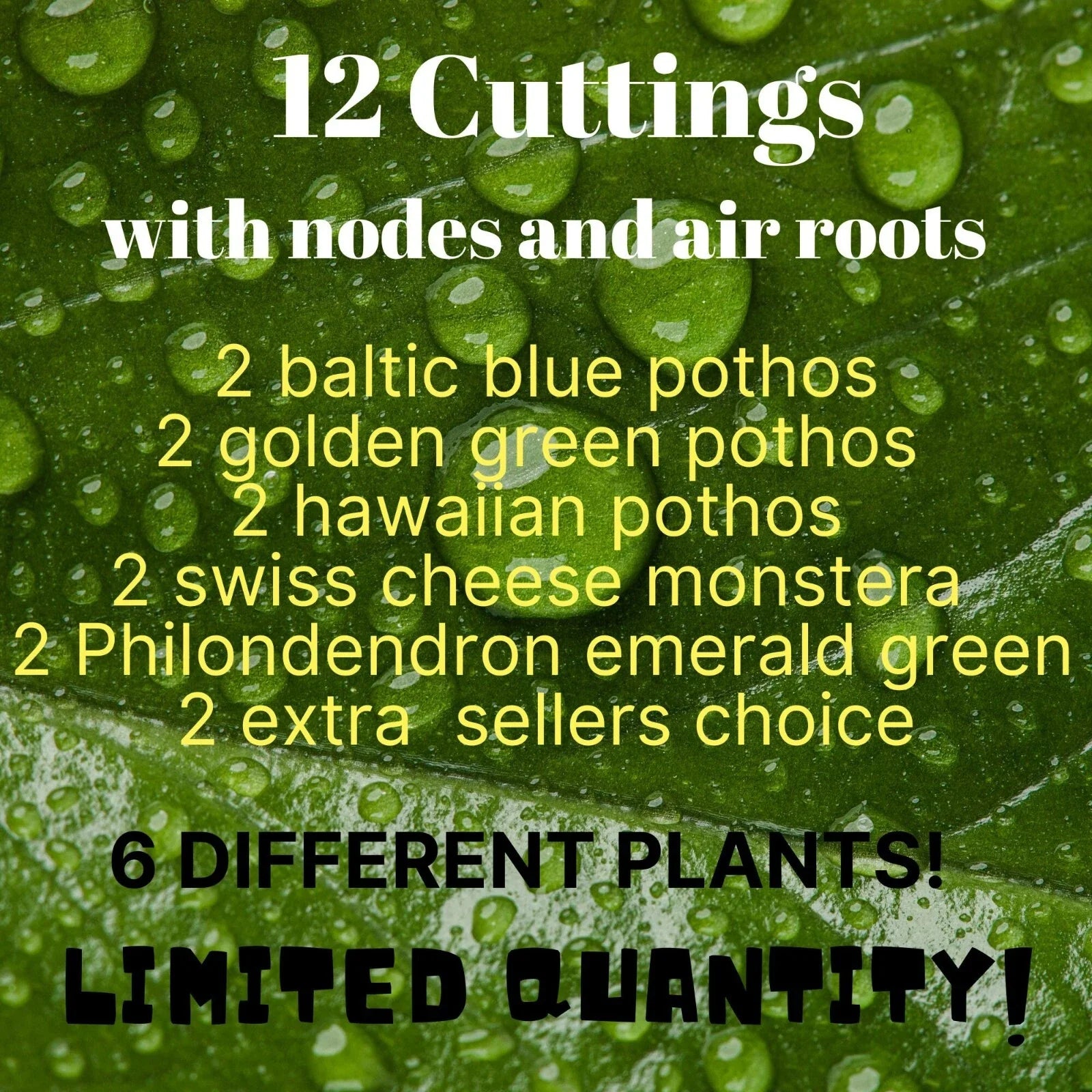 12 Leaf Cuttings with Nodes/Air Roots - Baltic Blue & Golden Green Pothos (Epipremnum aureum) - Hawaiian Variety