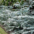 Baby Blue Seeds - 10 Pack - Silver Leaved Mountain Gum, Powdered Gum, Eucalyptus pulverulenta