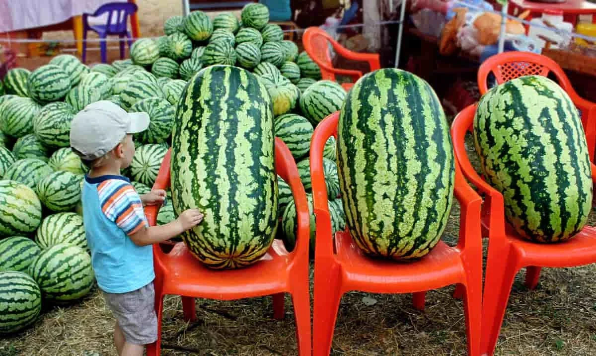 Congo Watermelon Seeds - Large Non-GMO Heirloom Organic - Rare Citrullus lanatus