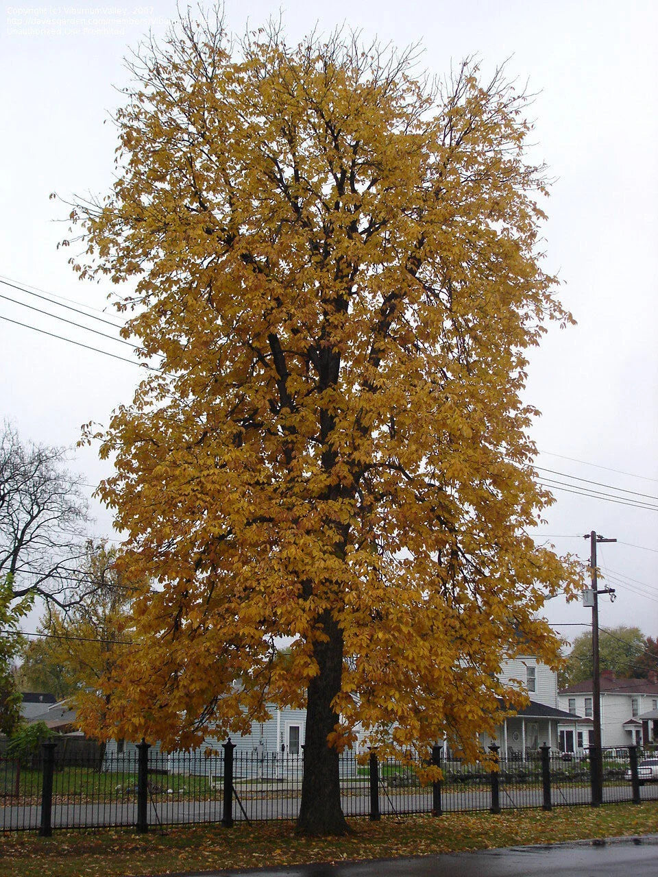 Yellow Buckeye Live Plant 16+ Inches Bare Root Aesculus flava Illinois Native Yellow Flowers Fall Color