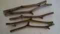 Jujube Tree Cuttings 5 Pcs - Georgia 866 & Lang Jujube - Chinese Date (Ziziphus jujuba)