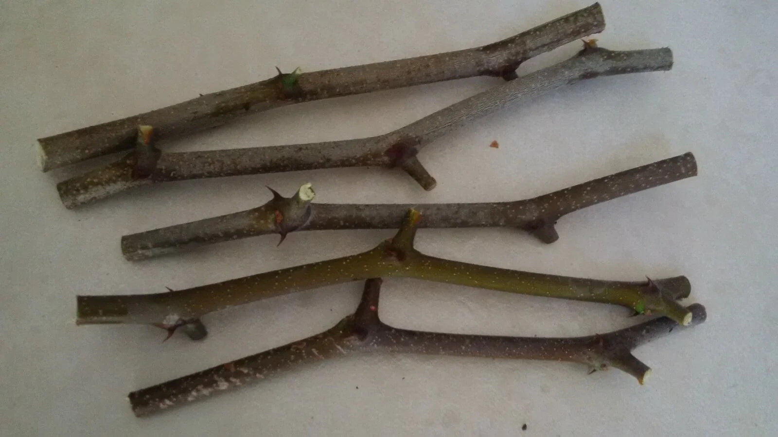 Jujube Tree Cuttings 5 Pcs - Georgia 866 & Lang Jujube - Chinese Date (Ziziphus jujuba)