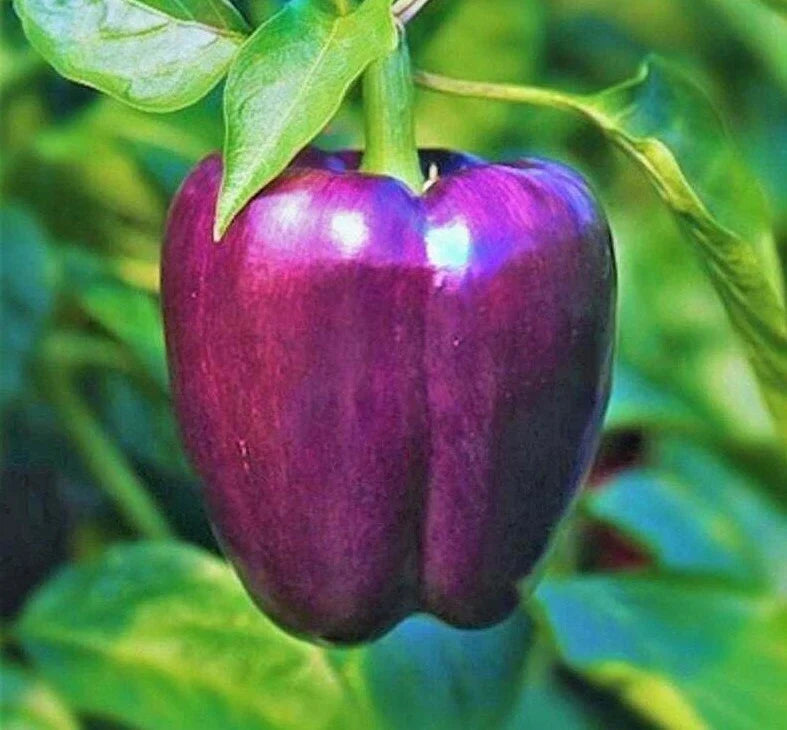 Purple Beauty Bell Pepper Seeds - 30+ Non-GMO Sweet Pepper Seeds (Capsicum annuum) - Free Shipping
