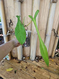 Rare XL Philodendron Joepii Tall Aroid Plant in 3.5" Pot with Larger Trunk - Matured Indoor Houseplant