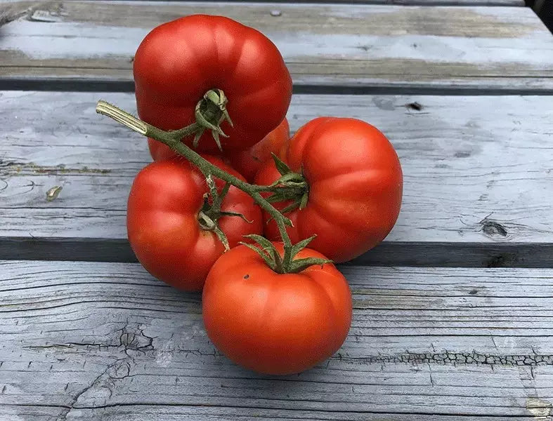 Sub Arctic Plenty Tomato Seeds - 30+ Heirloom Organic NON-GMO - Early Maturing Variety - Solanum lycopersicum