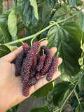 Pakistan Mulberry Cuttings - Organic Fresh 6-Inch Rooting or Grafting - Morus alba