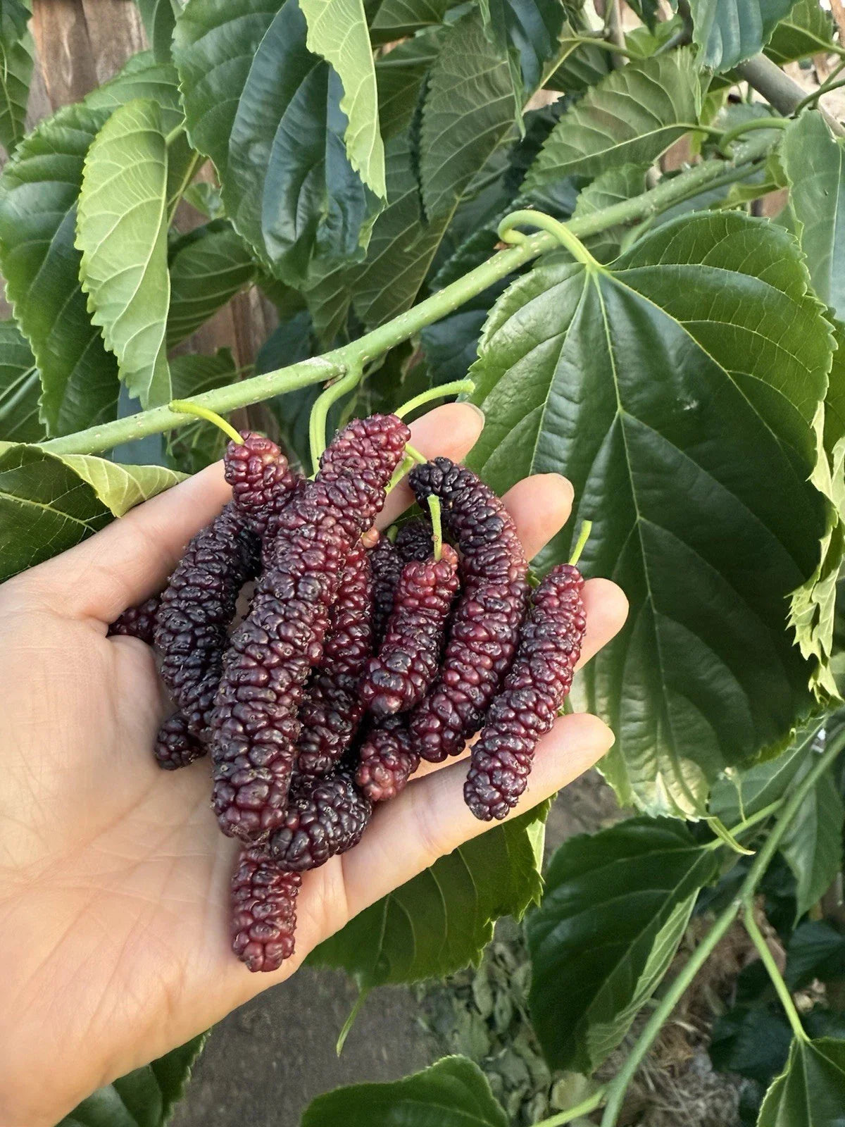 Pakistan Mulberry Cuttings - Organic Fresh 6-Inch Rooting or Grafting - Morus alba