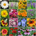 Bulk Pack Perennial Wildflower Seeds - 3000+ Non-GMO Seeds for Fall or Spring Planting - Diverse Varieties