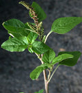 Green Amaranth Seeds - 100+ Organic Chinese Spinach - Amaranthus Viridis - USA Grown