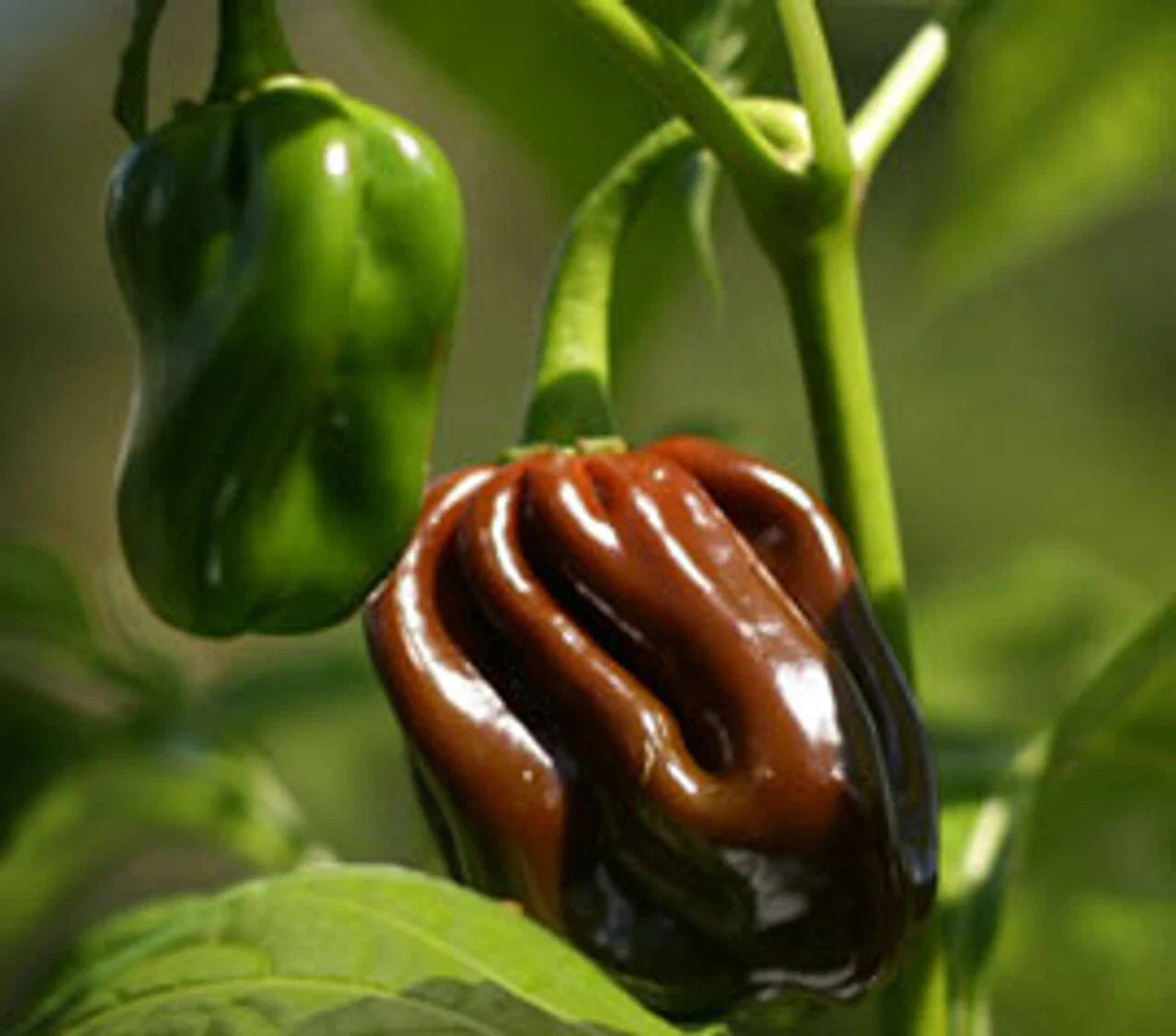 Chocolate Habanero Pepper Seeds, EXTREMELY HOT, Jamaican Jerk, Capsicum chinense, Free Shipping