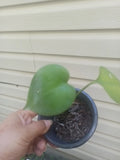 Monstera Deliciosa Live Plant, Swiss Cheese Variety, Evergreen Table Plant in 2.5" Pot
