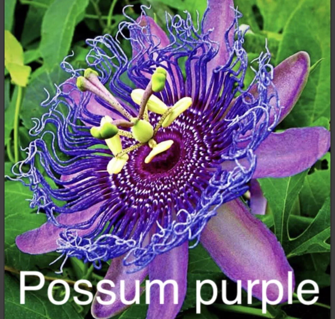 Passion Fruit Plants - 2 Live Possum Purple - Passiflora edulis - Tropical Edible Garden Plants