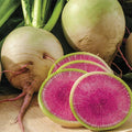 Watermelon Radish Seeds | Heirloom Non-GMO | Organic Vegetable Seeds | Raphanus sativus