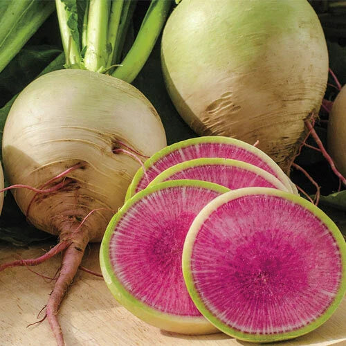 Watermelon Radish Seeds | Heirloom Non-GMO | Organic Vegetable Seeds | Raphanus sativus