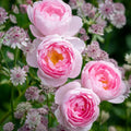 Live Rose Cuttings 5-8" Scepter'd Isle David Austin Unrooted Fresh Stems