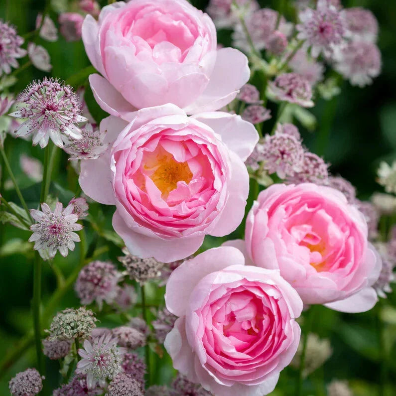 Live Rose Cuttings 5-8" Scepter'd Isle David Austin Unrooted Fresh Stems
