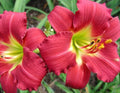 Daylily 1 Live Bare Root Plant Fan - Awarded Ruby Red Stella - Hemerocallis
