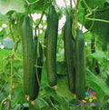 Carmen Cucumber 25 Seeds - Heirloom Variety for Garden Planting - Cucumis sativus