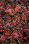 Coleus Seeds - Festive Dance Variety - 40 Fresh Seeds - Ideal for Colorful Gardens - Coleus blumei