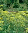 Dill Seed, Heirloom Mammoth Long Island, Non-GMO, Spice, 50+ Seeds, Anethum graveolens