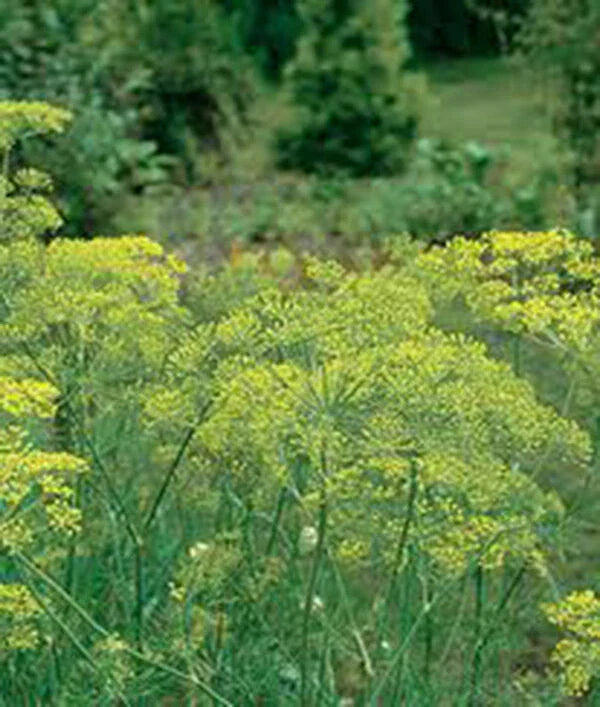 Dill Seed, Heirloom Mammoth Long Island, Non-GMO, Spice, 50+ Seeds, Anethum graveolens
