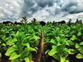 Louisiana Perique Tobacco Seeds - 1500 Count - RARE Dark - Nicotiana Tabacum - Free Shipping