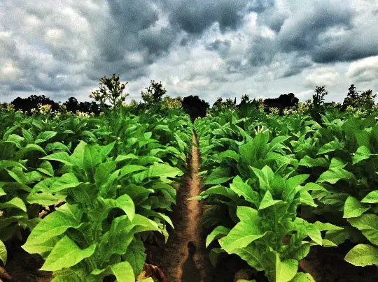 Louisiana Perique Tobacco Seeds - 1500 Count - RARE Dark - Nicotiana Tabacum - Free Shipping