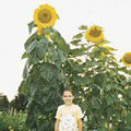 Sunflower Seeds Skyscraper 20+ Non-GMO | Helianthus annuus | Tall Varieties for Garden Planting