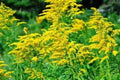 Goldenrod Seeds, 200 Seeds, Solidago Rigida, Wildflower, Medicinal Herb, Native Plant