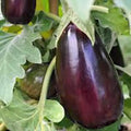 Eggplant Seeds, 100 Count, Black Beauty Heirloom, Non-GMO, Solanum melongena