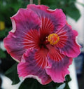 Rooted Tropical Hibiscus Plant - ME OH MY OH - Bare Root - Hibiscus rosa-sinensis