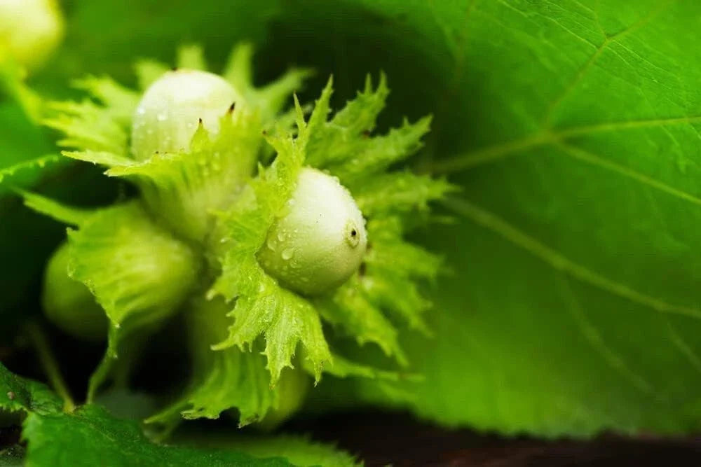 American Hazelnut Tree Seeds - Corylus Americana - Organic, Non-GMO, Hardy Nut Tree Seeds for Planting
