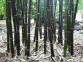 Black Bamboo Seeds - 150 Count - Rare Variety - Phyllostachys Nigra